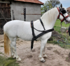 Elad 5 ves lipicai kanca 