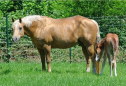 Elad 3 ves quarter horse mn 
