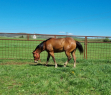 Elad 3 ves quarter horse mn 
