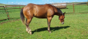 Elad 3 ves quarter horse mn 
