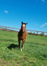 Elad 3 ves quarter horse mn 