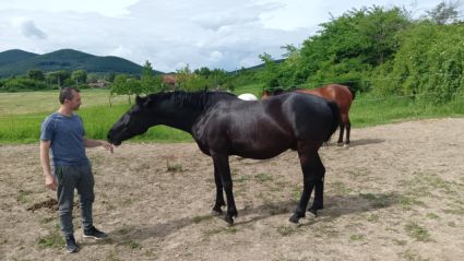 Elad� 7 �ves magyar f�lv�r her�lt 