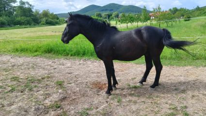 Elad� 7 �ves magyar f�lv�r her�lt 