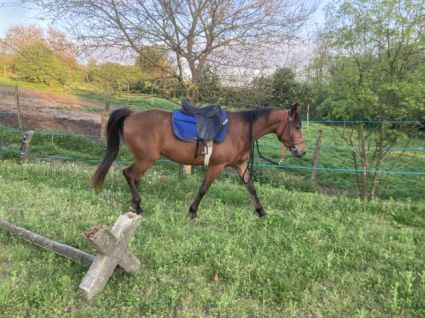 Elad 3 ves shagya arab kanca 