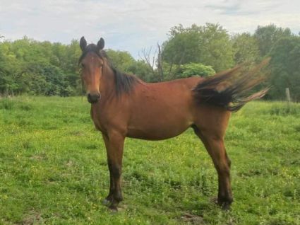 Elad 3 ves shagya arab kanca 