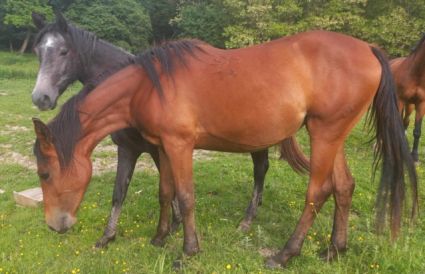 Elad 3 ves shagya arab kanca 