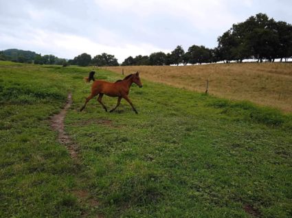 Elad 3 ves shagya arab kanca 