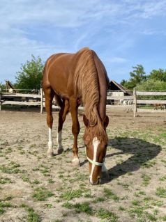 Elad� 4 �ves magyar f�lv�r m�n 