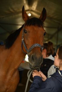 Elad� 19 �ves angol teliv�r her�lt 