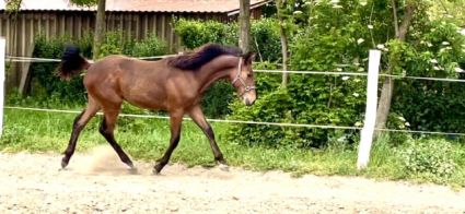 Elad� 3 �ves magyar sportf�lv�r m�n 