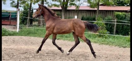 Elad� 3 �ves magyar sportf�lv�r m�n 