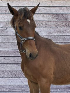 Elad� 3 �ves magyar sportf�lv�r m�n 