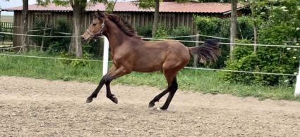 Elad� 3 �ves magyar sportf�lv�r m�n 