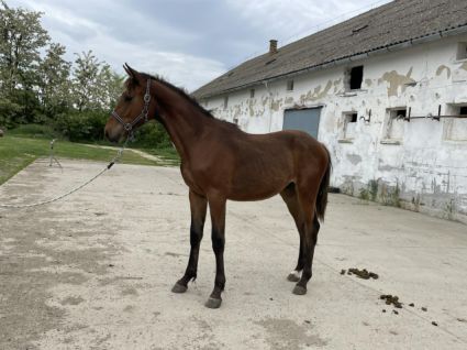 Elad� 3 �ves magyar sportf�lv�r m�n 