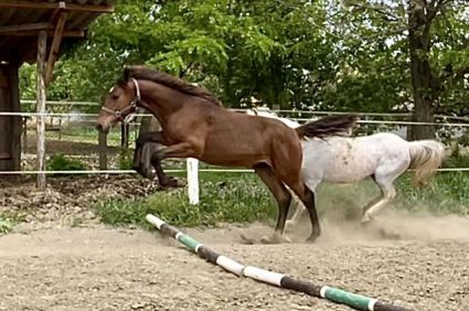 Elad� 3 �ves magyar sportf�lv�r m�n 