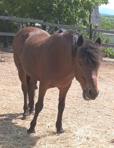 Elad 17 ves hucul herlt 