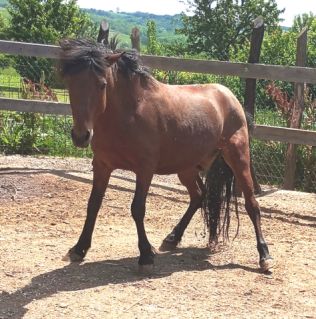 Elad 17 ves hucul herlt 