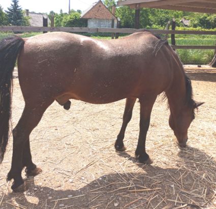 Elad 17 ves hucul herlt 