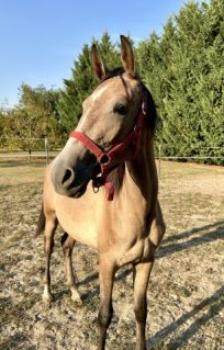 Elad 2 ves shagya arab kanca 