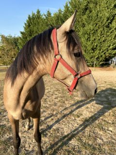 Elad 2 ves shagya arab kanca 