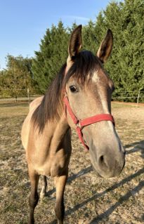 Elad 2 ves shagya arab kanca 