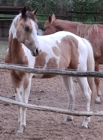 Elad 2 ves appaloosa kanca 