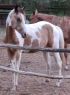 Elad 2 ves appaloosa kanca 