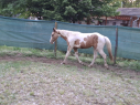 Elad 2 ves appaloosa kanca 