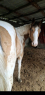 Elad 2 ves appaloosa kanca 