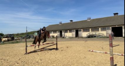 Elad� 7 �ves holland sportl�/KWPN her�lt 