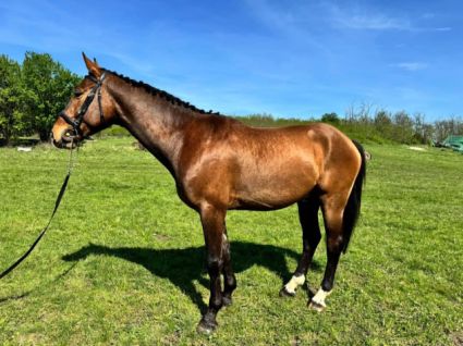 Elad� 7 �ves holland sportl�/KWPN her�lt 