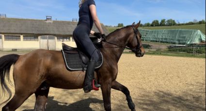 Elad� 7 �ves holland sportl�/KWPN her�lt 