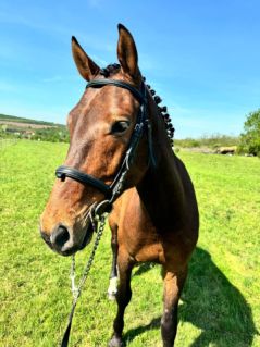 Elad� 7 �ves holland sportl�/KWPN her�lt 