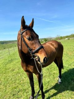 Elad� 7 �ves holland sportl�/KWPN her�lt 