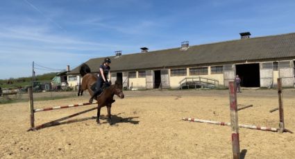 Elad� 7 �ves holland sportl�/KWPN her�lt 