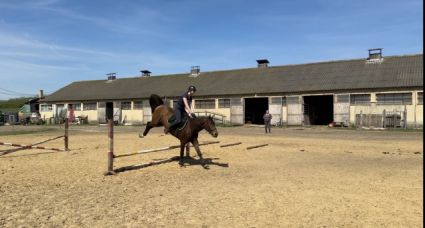 Elad� 7 �ves holland sportl�/KWPN her�lt 