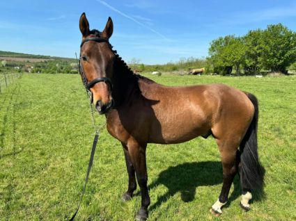 Elad� 7 �ves holland sportl�/KWPN her�lt 