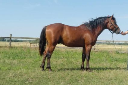 Elad 3 ves magyar flvr mn 