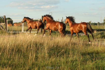 Elad 3 ves magyar flvr mn 