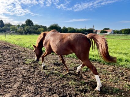 Elad� 3 �ves sportp�ni kanca 