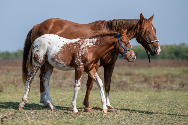 Elad 8 ves appaloosa kanca 