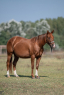 Elad 8 ves appaloosa kanca 