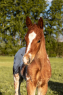 Elad 8 ves appaloosa kanca 