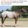 Elad 8 ves appaloosa kanca 