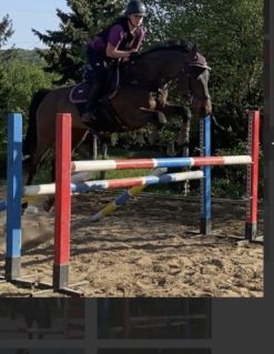 Elad� 18 �ves holsteini her�lt 