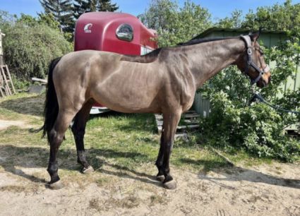 Elad� 18 �ves holsteini her�lt 