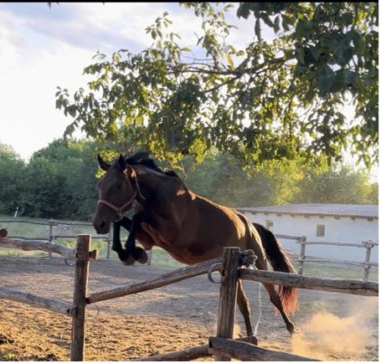 Elad 4 ves magyar sportl kanca 