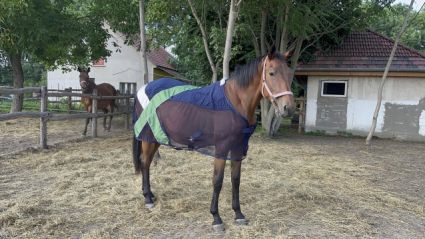 Elad 4 ves magyar sportl kanca 