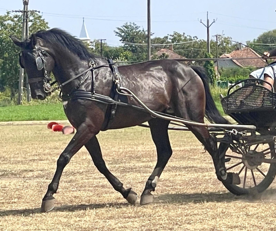 Elad 13 ves magyar sportl herlt 