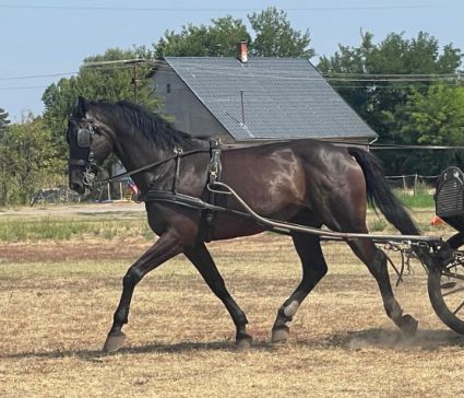 Elad 13 ves magyar sportl herlt 